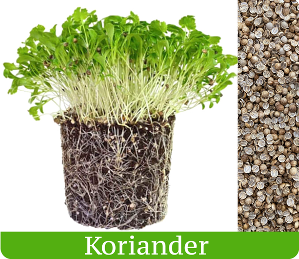 Koriander - mikrobylinky semená 10g