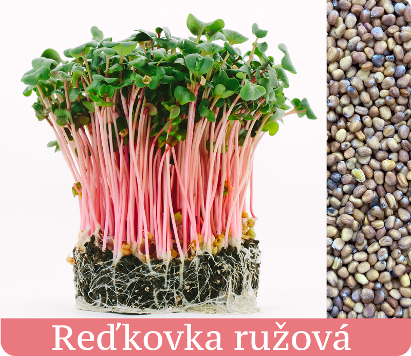 Reďkovka Ružová - mikrobylinky semená