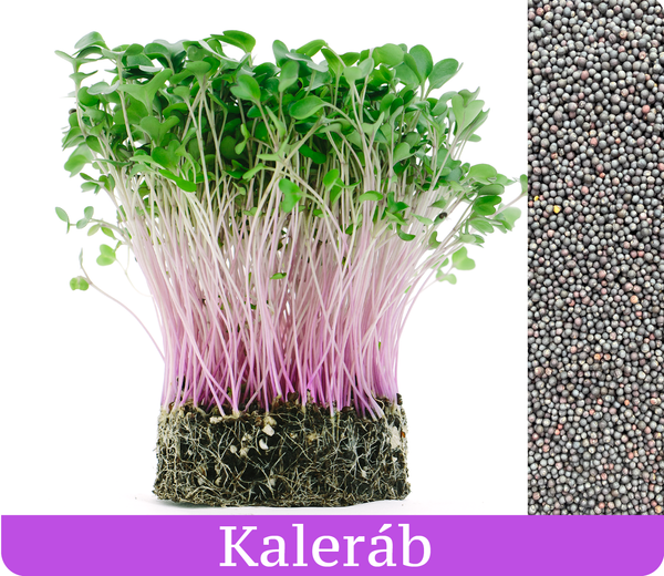 Kaleráb Fialový - mikrobylinky semená