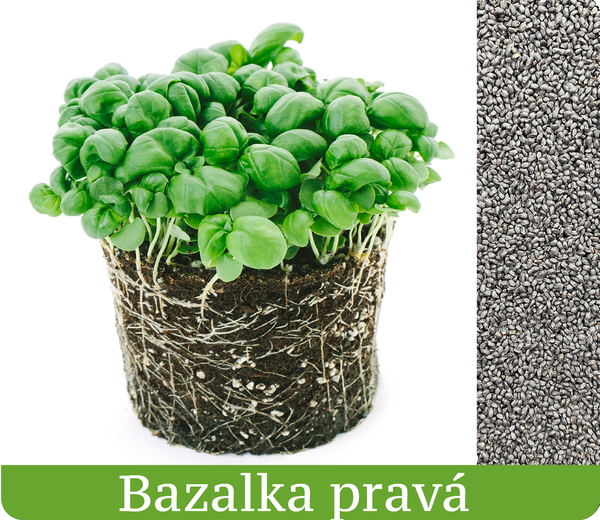 Bazalka Pravá - mikrobylinky semená 5g