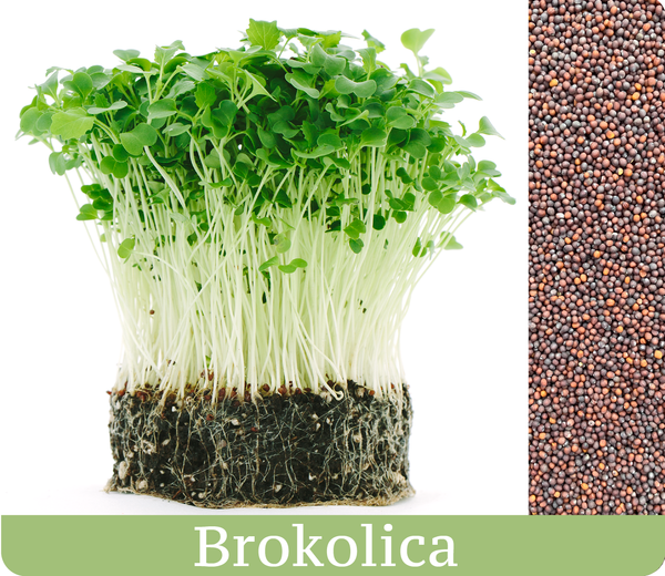 Brokolica - mikrobylinky semená